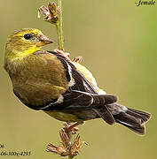 Chardonneret jaune