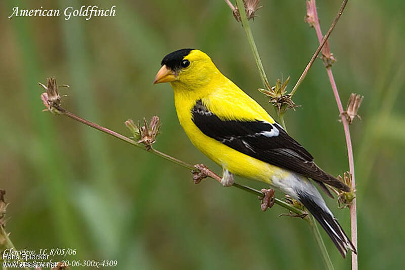 American Goldfinch male, identification