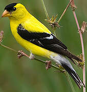 American Goldfinch