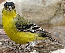 Lesser Goldfinch