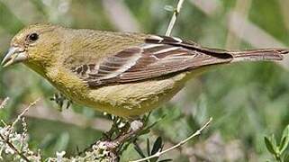 Lesser Goldfinch