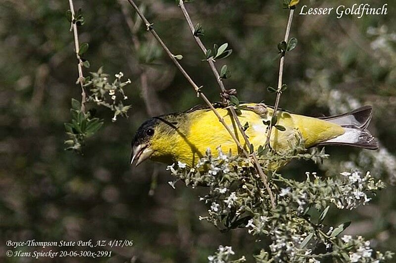 Lesser Goldfinch male adult breeding