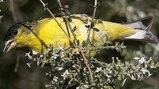 Lesser Goldfinch