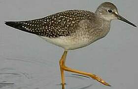 Lesser Yellowlegs