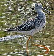 Greater Yellowlegs