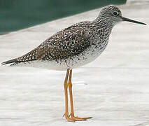 Greater Yellowlegs