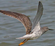 Greater Yellowlegs