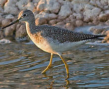 Greater Yellowlegs