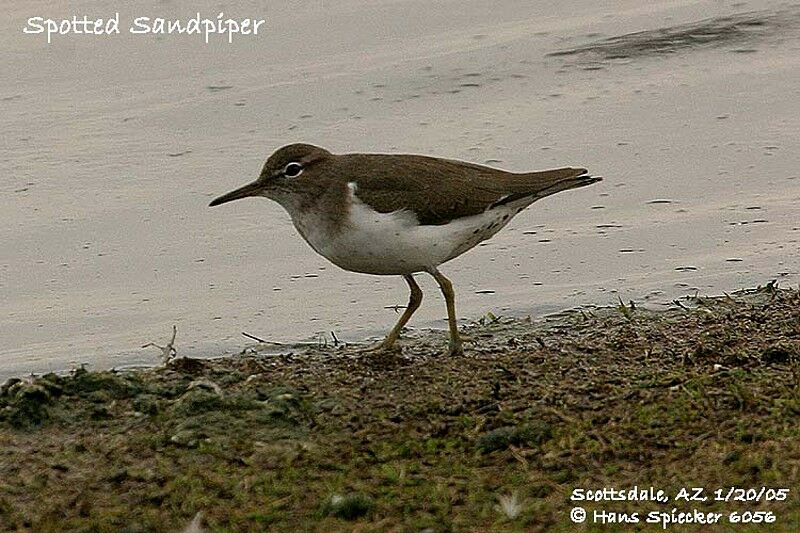 Spotted Sandpiper