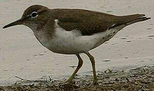 Spotted Sandpiper