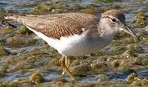 Spotted Sandpiper