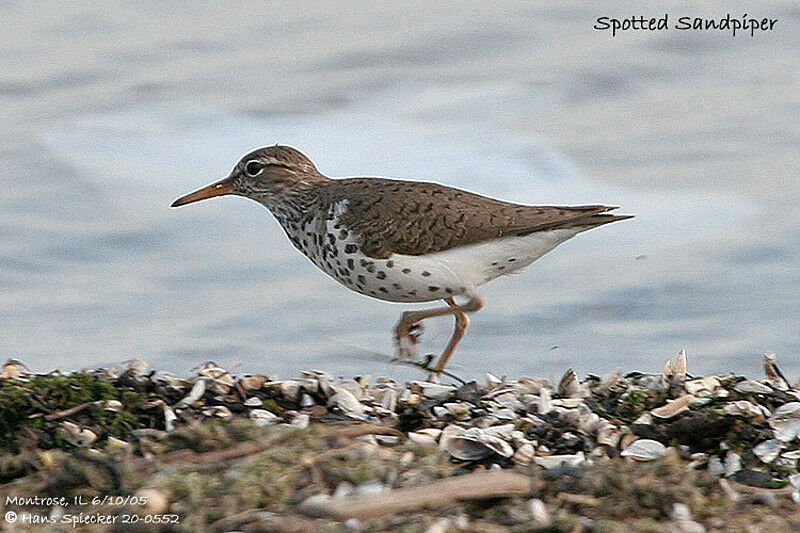 Spotted Sandpiper