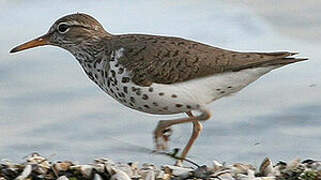 Spotted Sandpiper