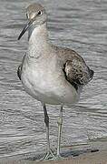 Willet