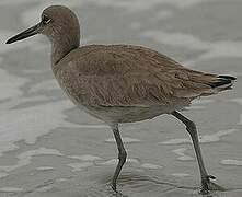 Willet