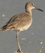 Willet