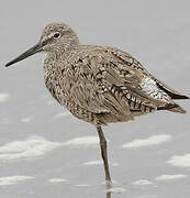 Willet