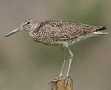 Willet