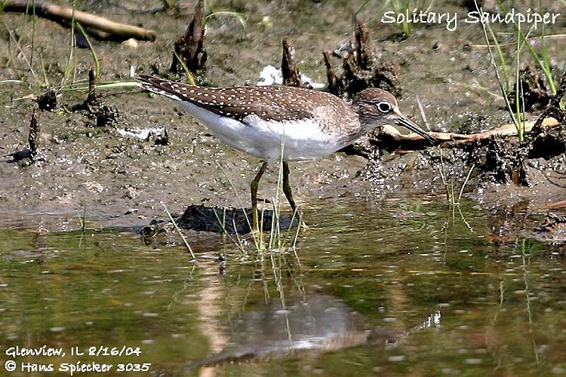 Solitary Sandpiper