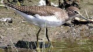 Solitary Sandpiper