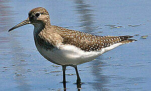 Solitary Sandpiper