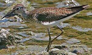 Solitary Sandpiper