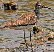 Solitary Sandpiper