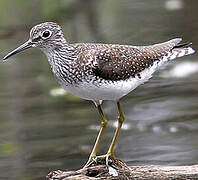 Solitary Sandpiper