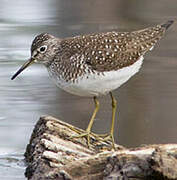 Solitary Sandpiper