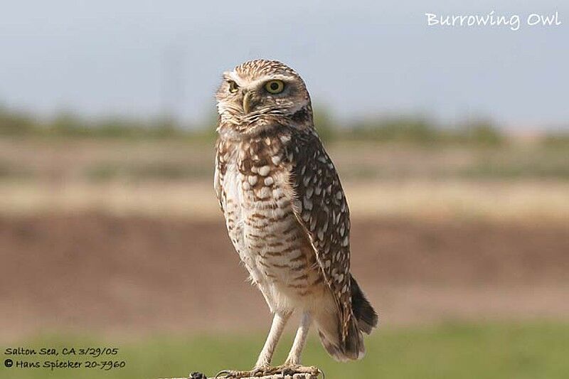 Burrowing Owl