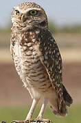 Burrowing Owl