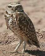 Burrowing Owl