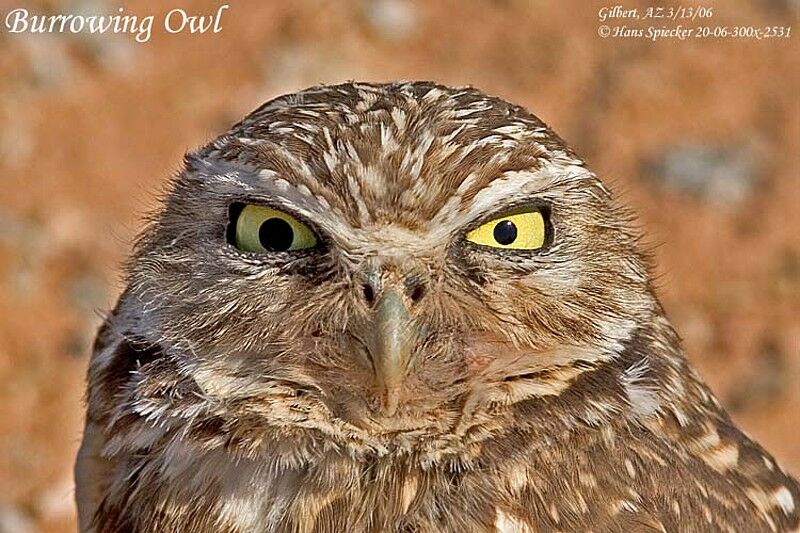 Burrowing Owl