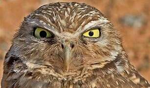 Burrowing Owl