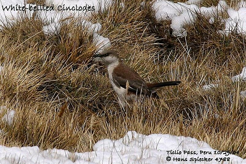 White-bellied Cinclodes