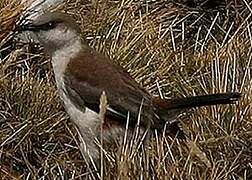 White-bellied Cinclodes