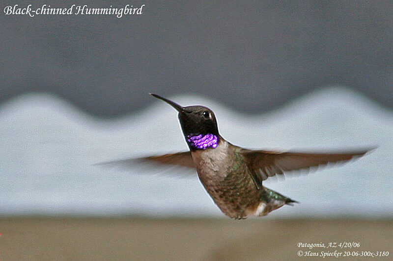 Black-chinned Hummingbird male adult