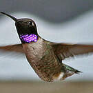 Colibri à gorge noire