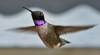 Black-chinned Hummingbird