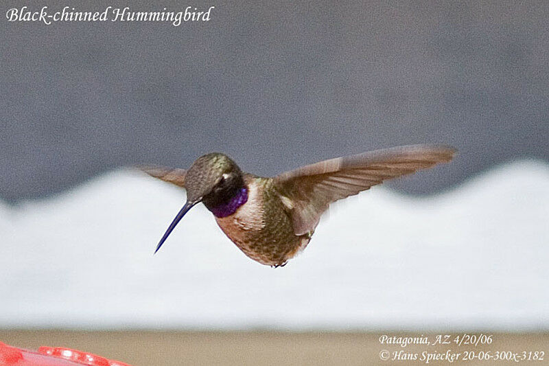 Black-chinned Hummingbird male adult