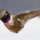 Colibri à gorge noire