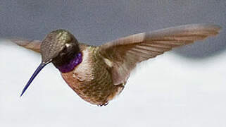 Black-chinned Hummingbird