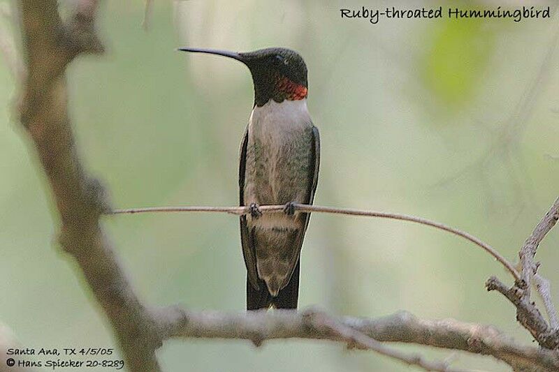 Ruby-throated Hummingbird