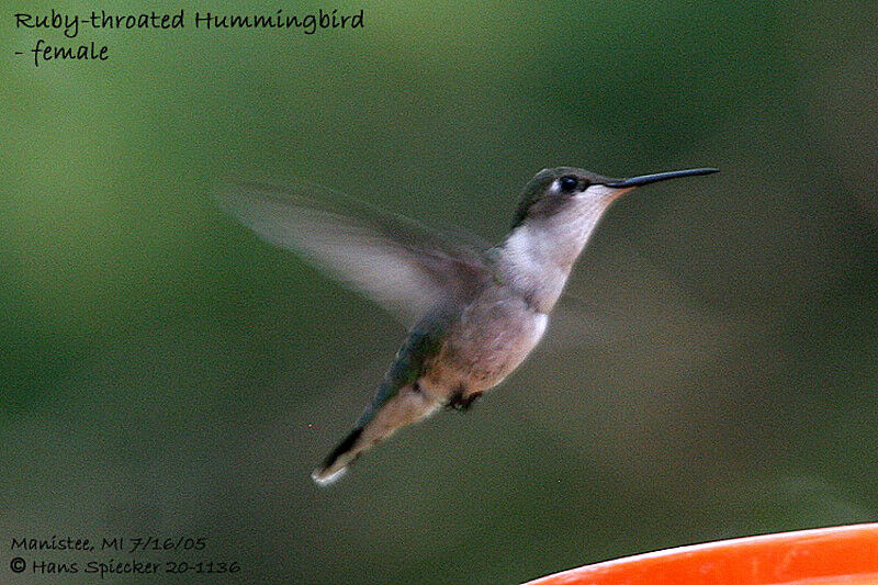 Colibri à gorge rubis