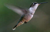 Colibri à gorge rubis