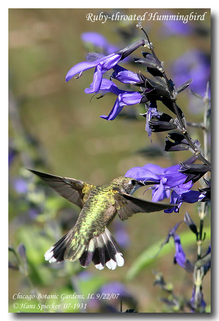 Ruby-throated Hummingbird female adult