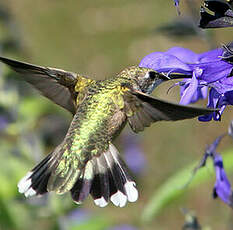 Colibri à gorge rubis