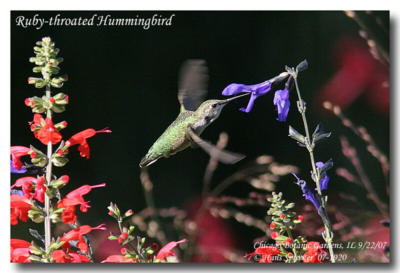 Colibri à gorge rubis femelle adulte