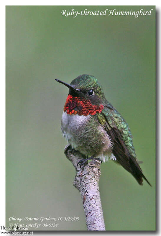Ruby-throated Hummingbird male adult breeding, identification
