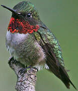 Ruby-throated Hummingbird